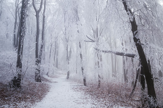 Winter Wonderland VI.